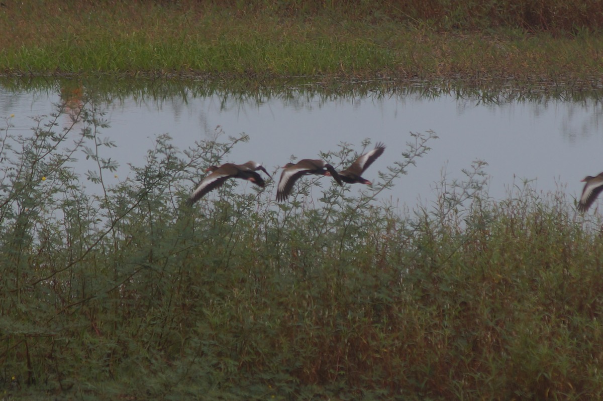 Black-bellied Whistling-Duck - Federación Nacional de Cultivadores de Palma de Aceite Fedepalma