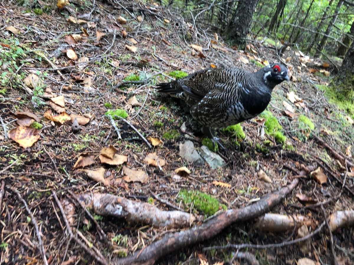 Spruce Grouse - ML610066800