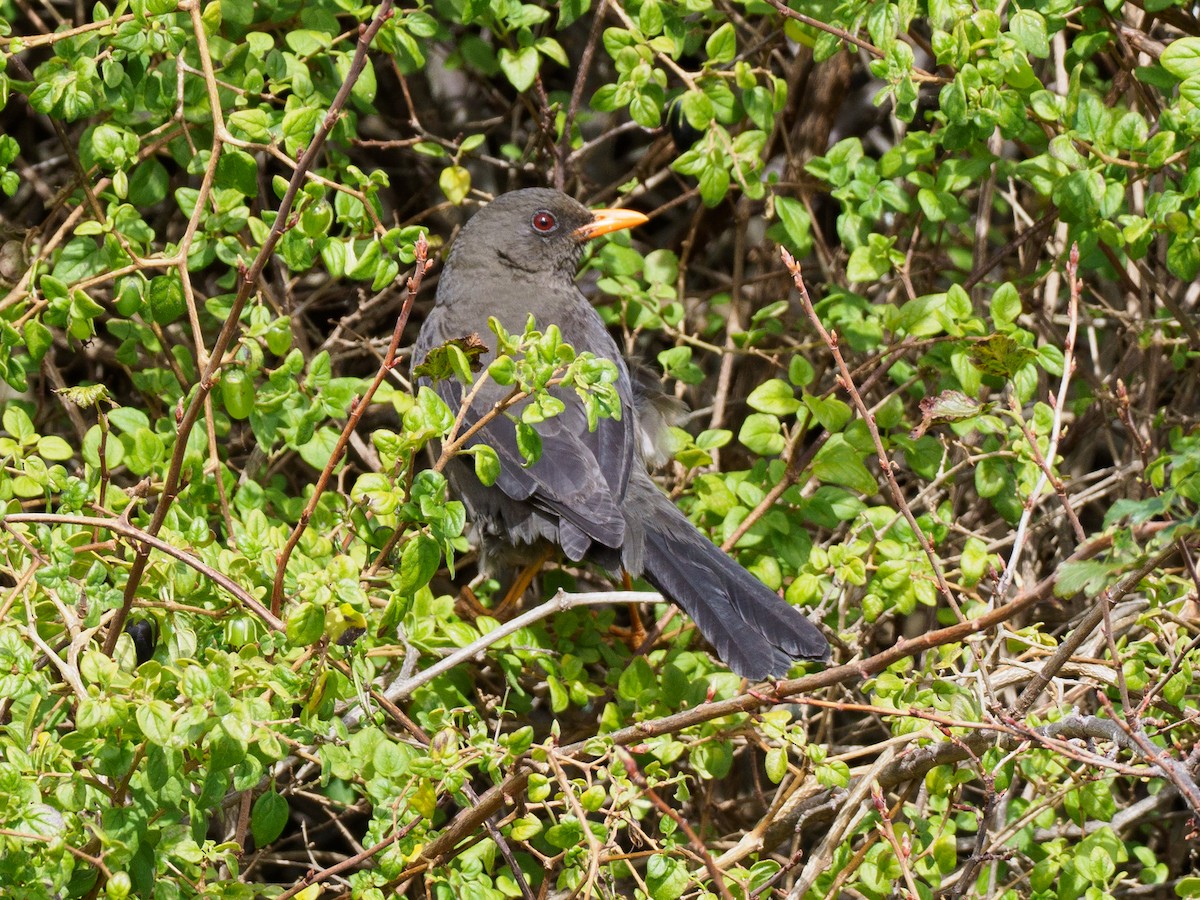 Great Thrush - ML610066806