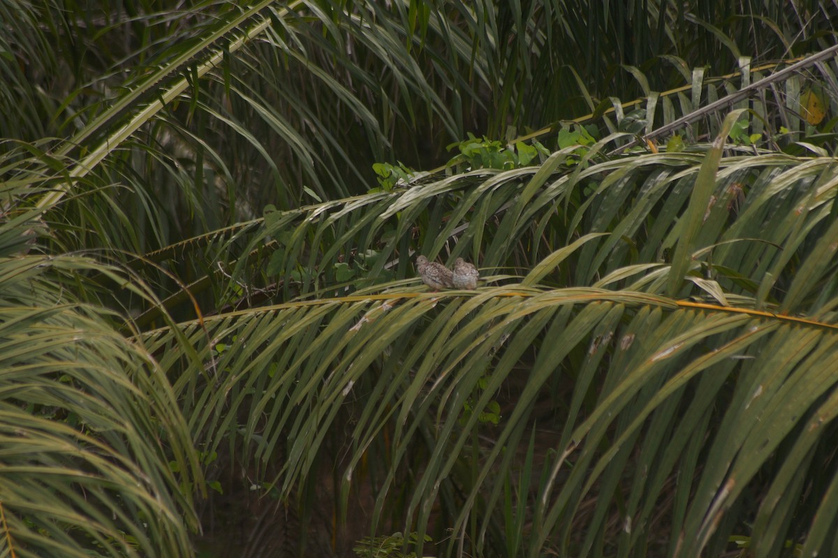 Scaled Dove - Federación Nacional de Cultivadores de Palma de Aceite Fedepalma