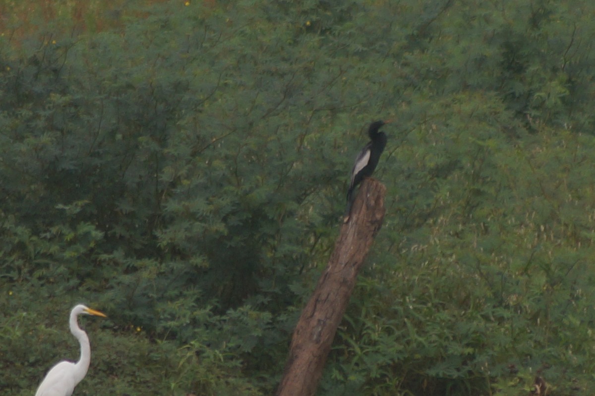 anhinga americká - ML610066903