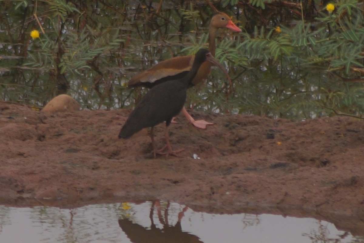 Bare-faced Ibis - Federación Nacional de Cultivadores de Palma de Aceite Fedepalma