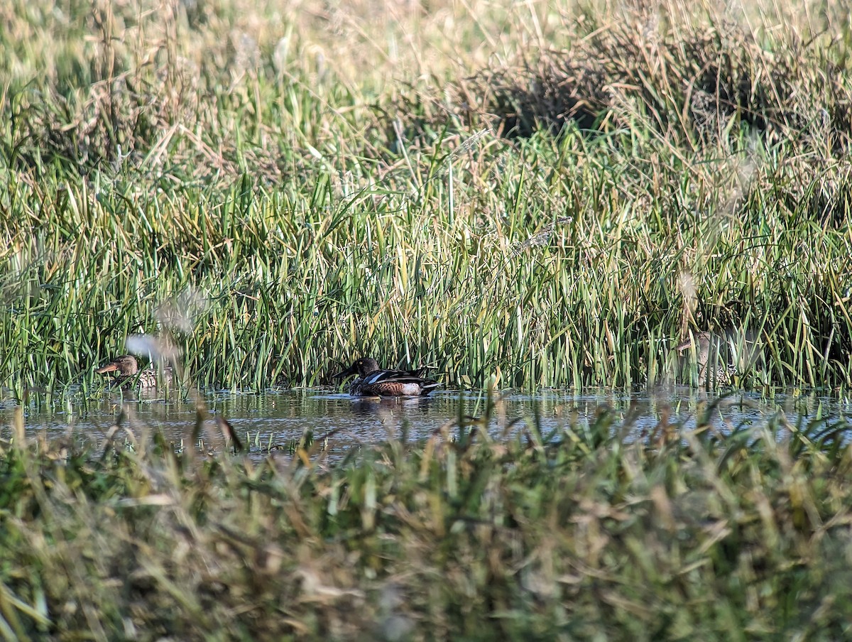 Northern Shoveler - ML610067215