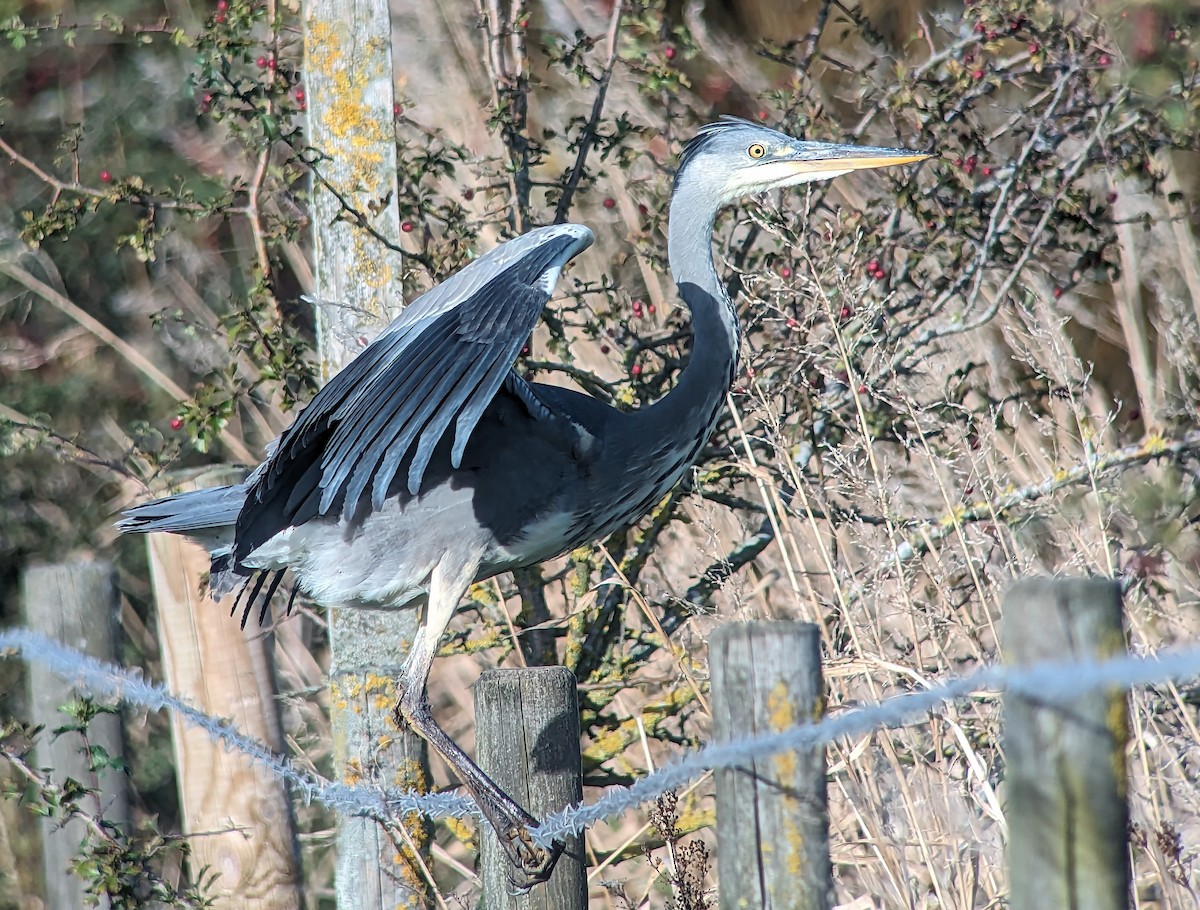 Gray Heron - ML610067227