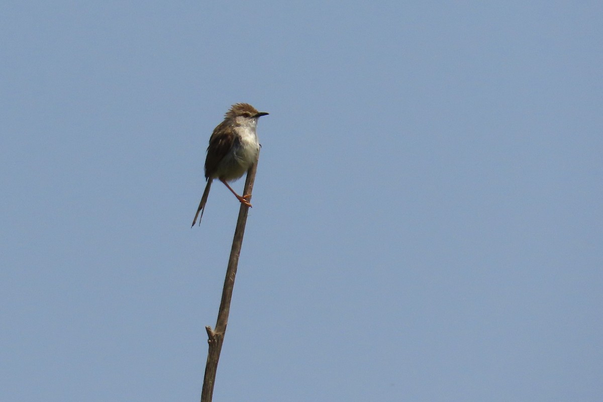 ヨーロッパヨシキリ（scirpaceus） - ML610067252