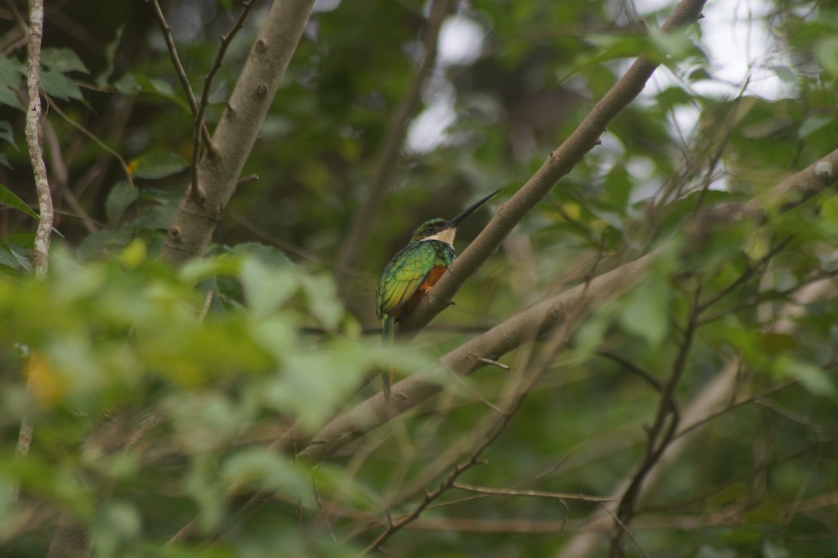 Rufous-tailed Jacamar - ML610067324