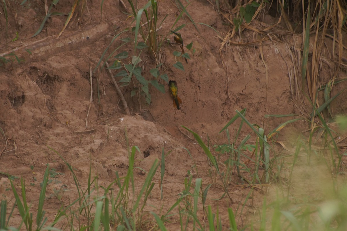 Rufous-tailed Jacamar - ML610067327