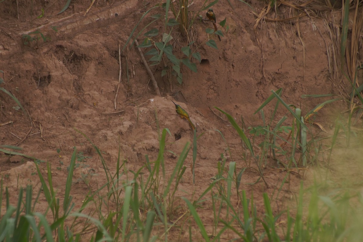 Rufous-tailed Jacamar - ML610067328