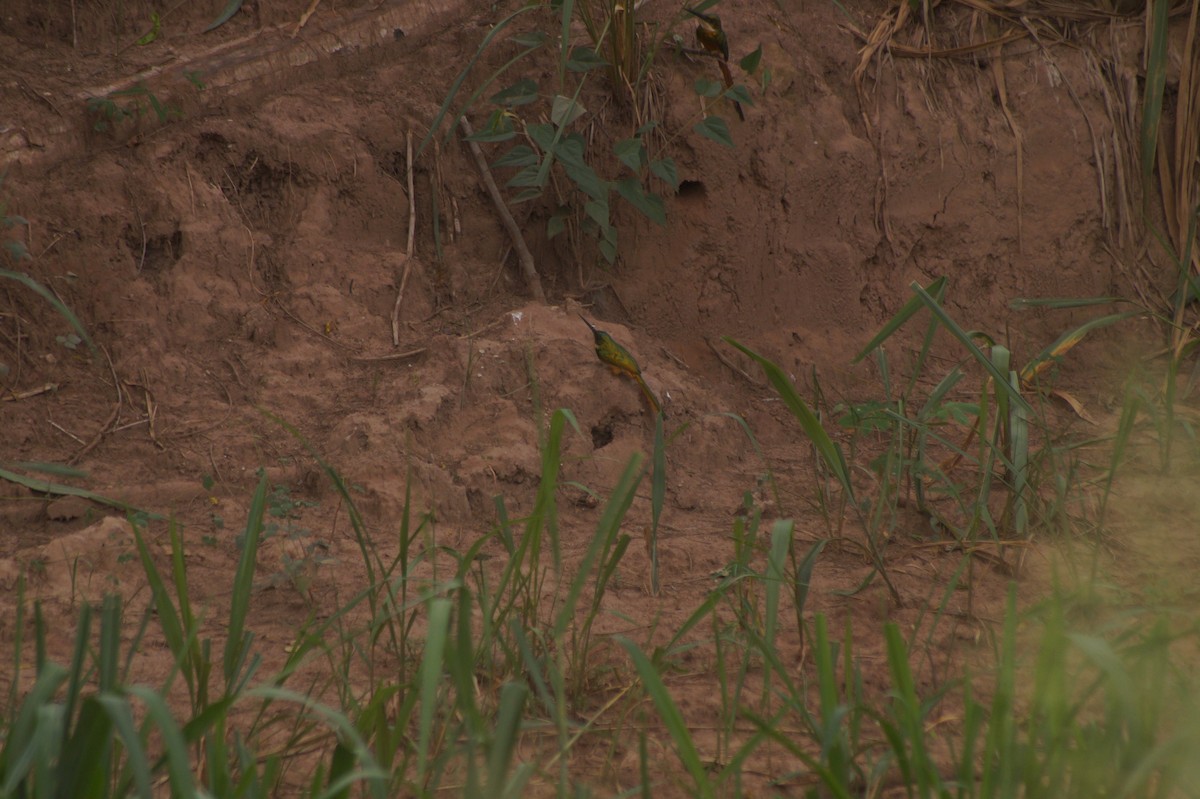 Rufous-tailed Jacamar - ML610067329