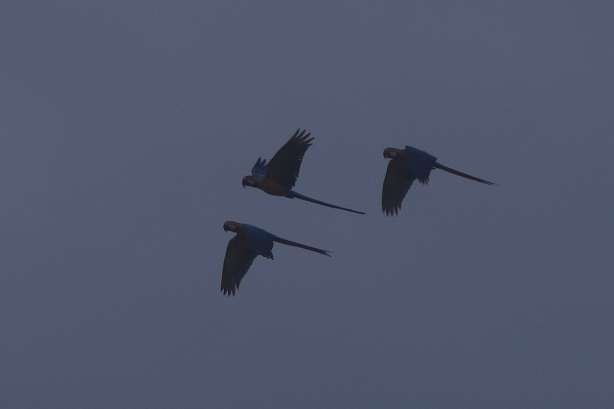 Blue-and-yellow Macaw - ML610067341