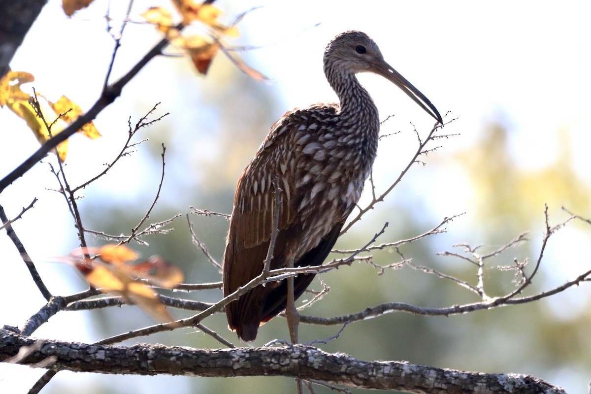 Limpkin (Speckled) - Danny Smith