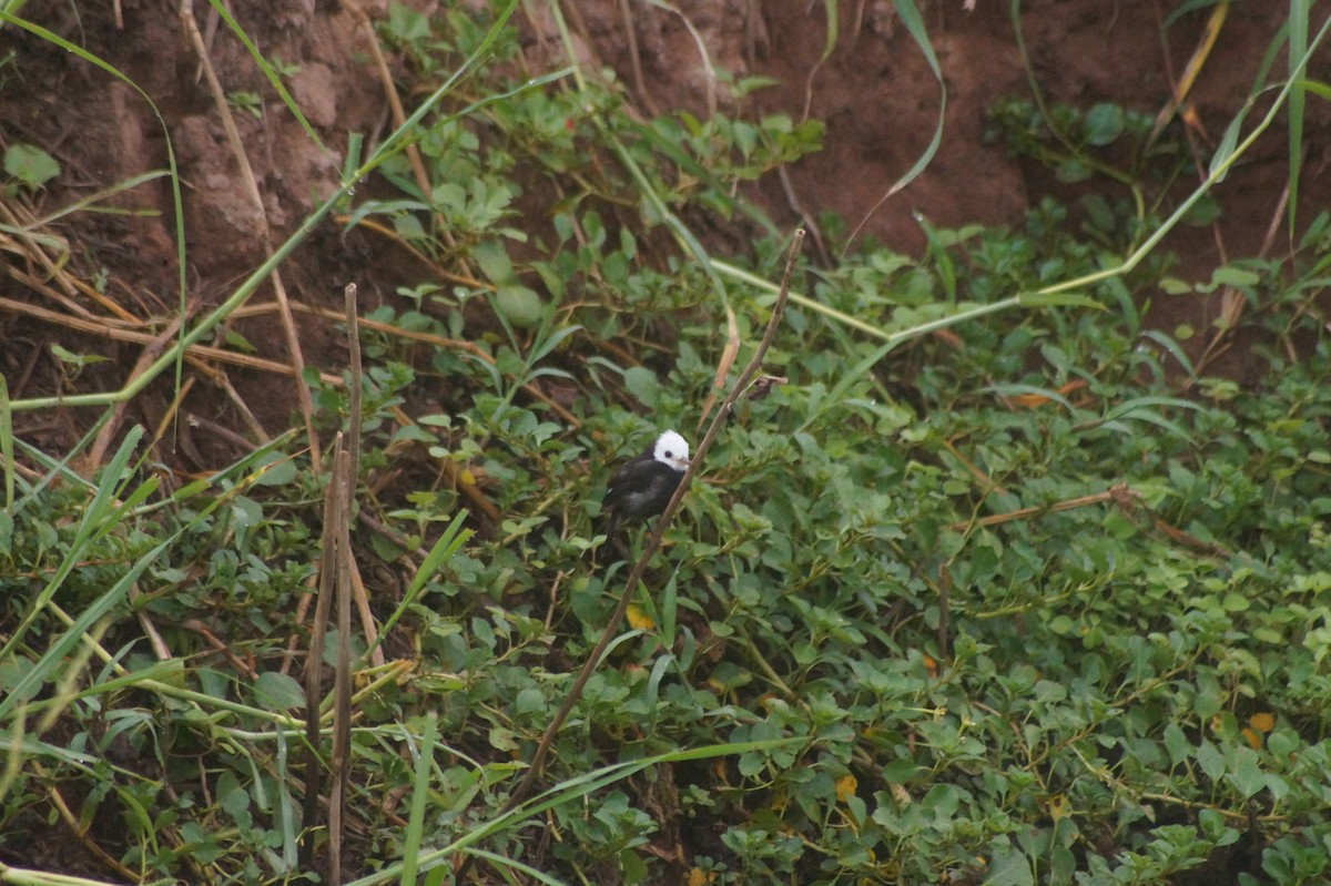 White-headed Marsh Tyrant - ML610067369