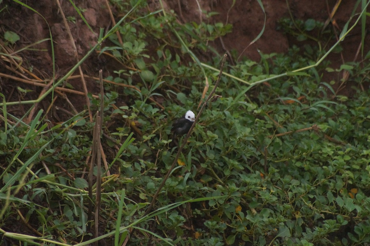 White-headed Marsh Tyrant - ML610067370