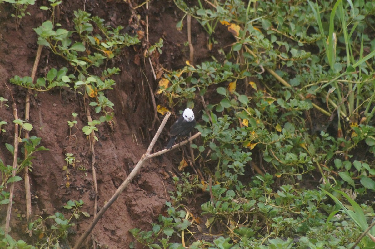 White-headed Marsh Tyrant - ML610067371