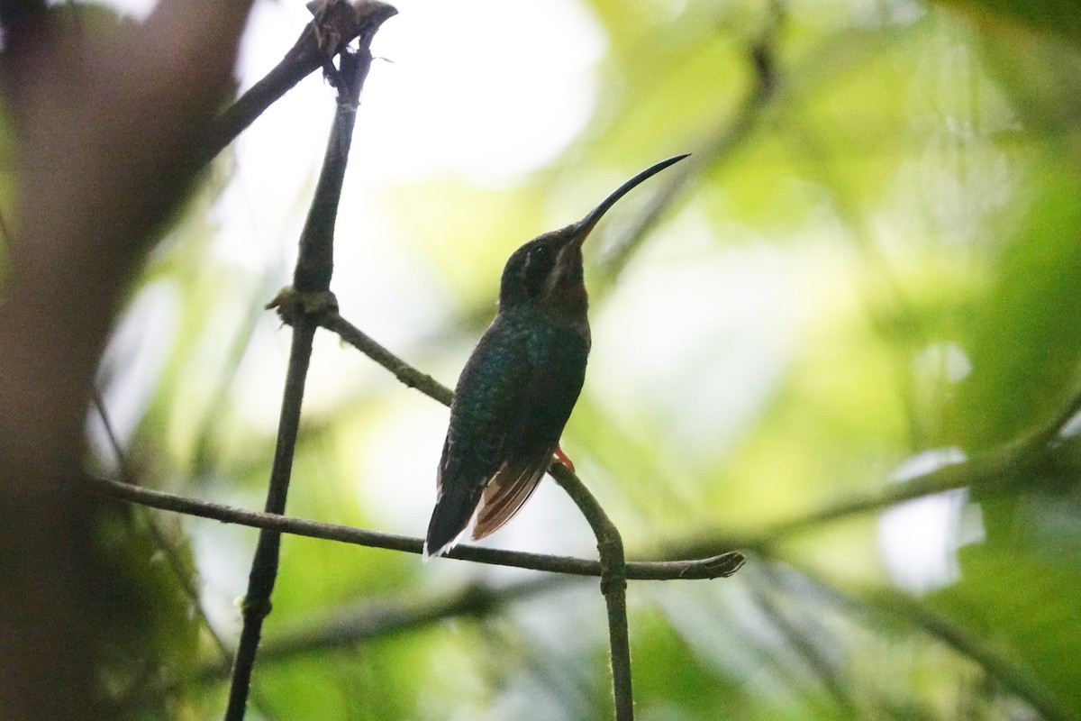 Band-tailed Barbthroat - Daniel Pacheco Osorio