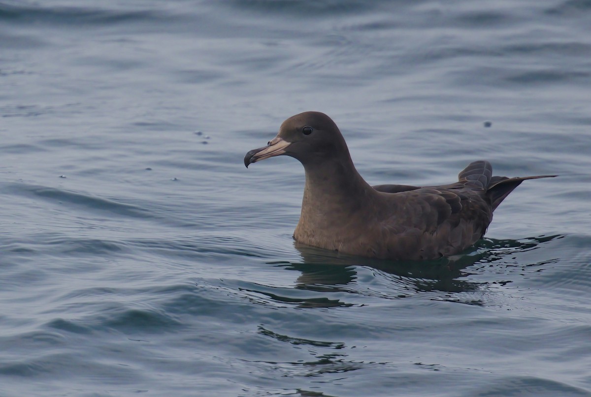 Flesh-footed Shearwater - ML610067427