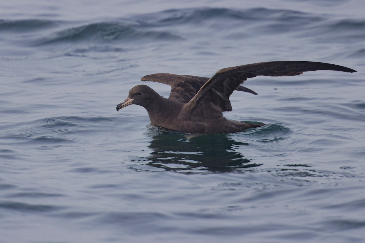 Flesh-footed Shearwater - ML610067451