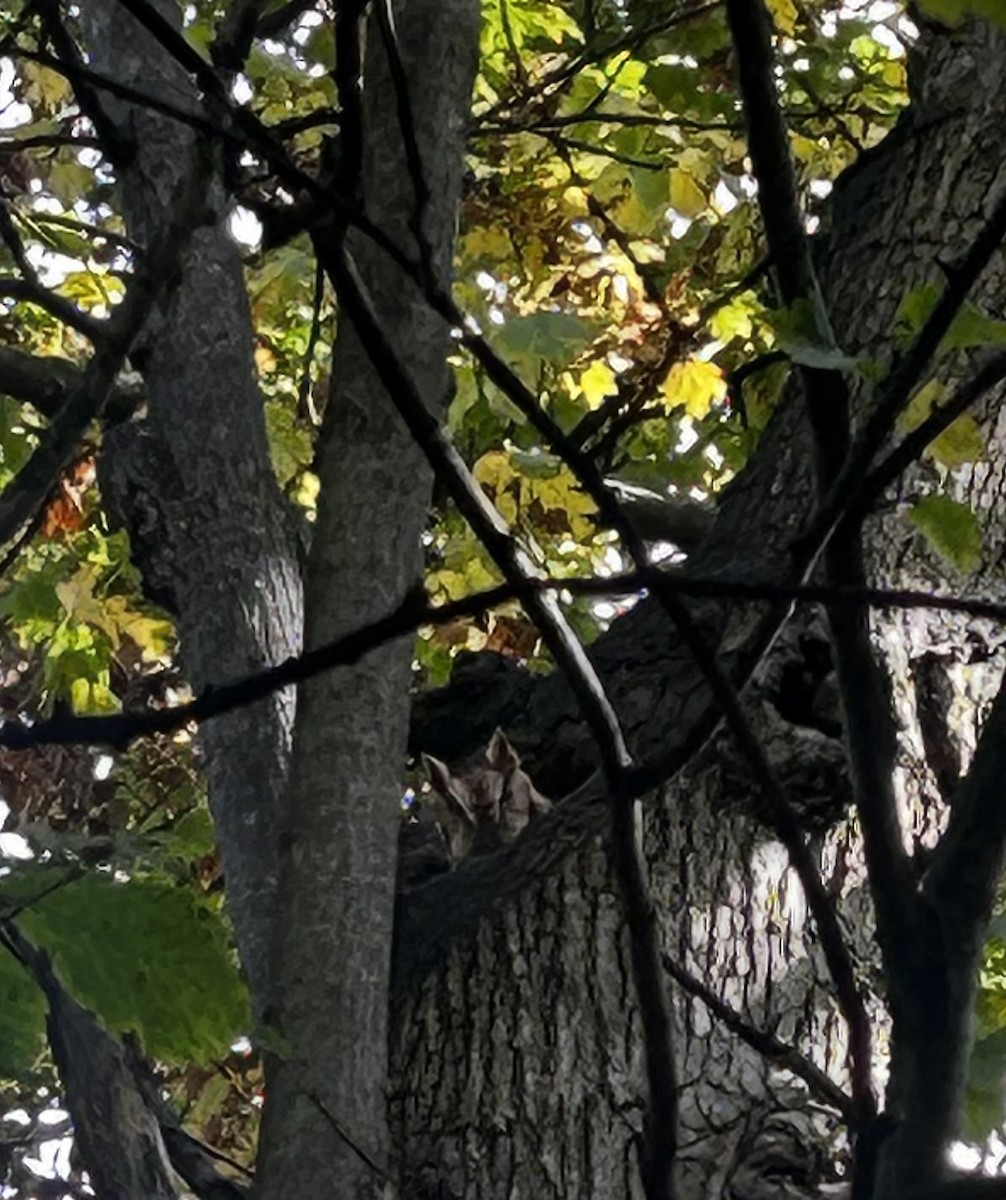 Eastern Screech-Owl - ML610067470
