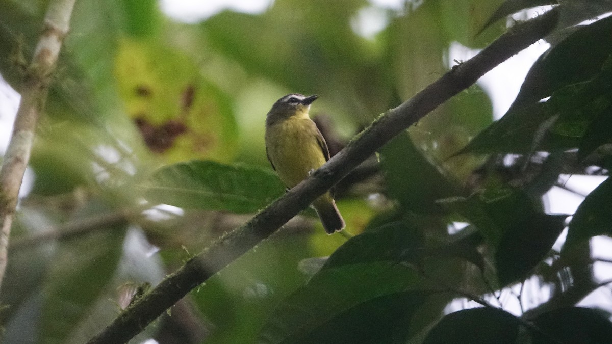 Brown-capped Tyrannulet - Daniel Pacheco Osorio