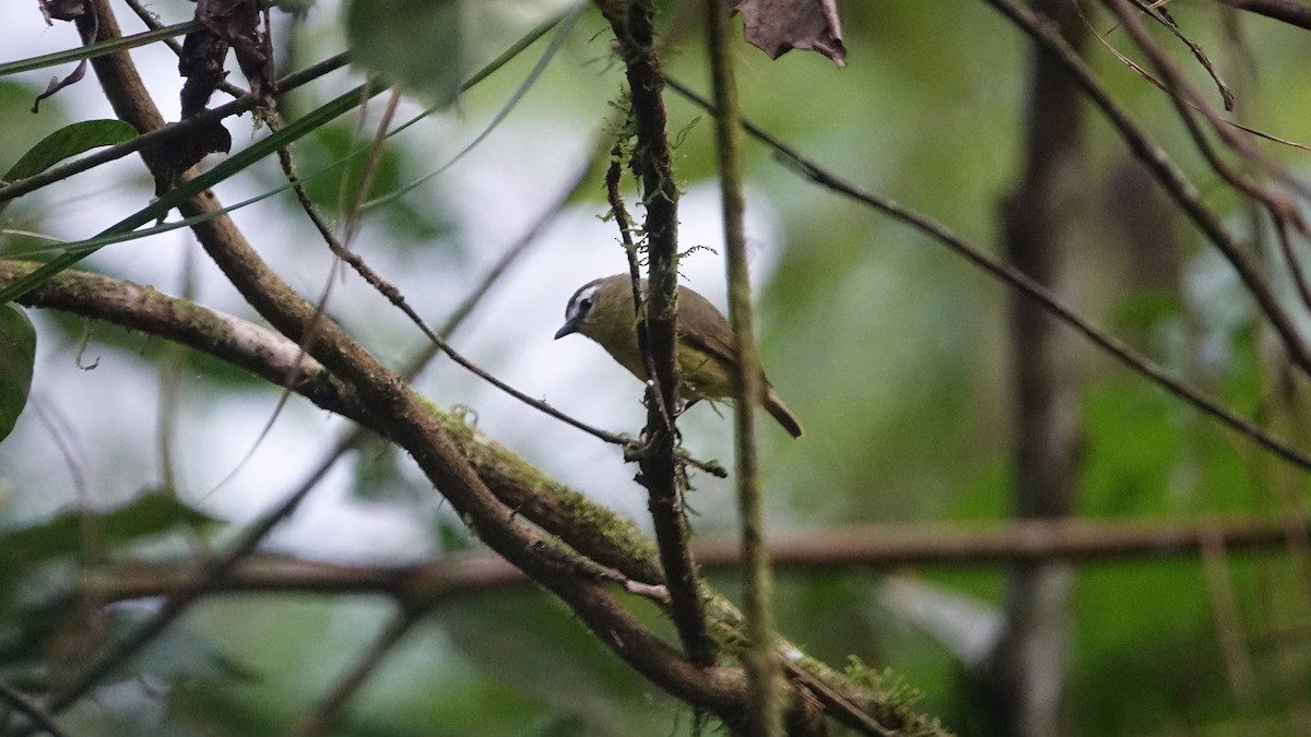 Brown-capped Tyrannulet - Daniel Pacheco Osorio