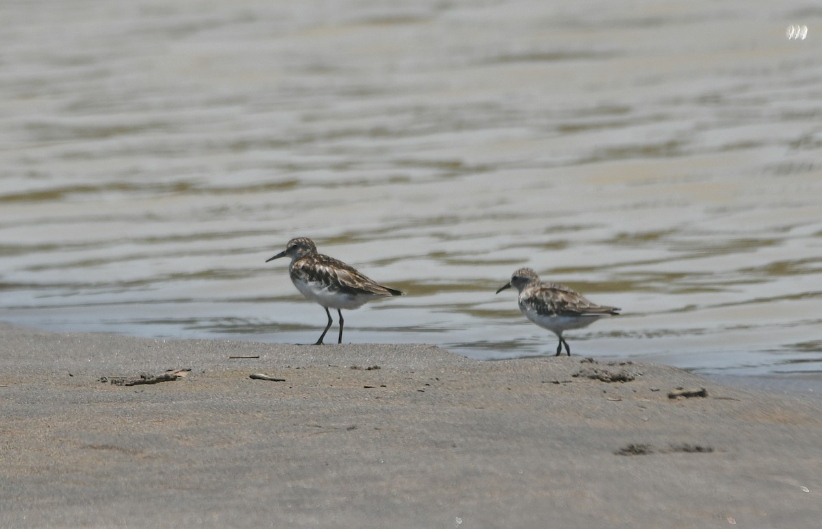 Least Sandpiper - ML610067511