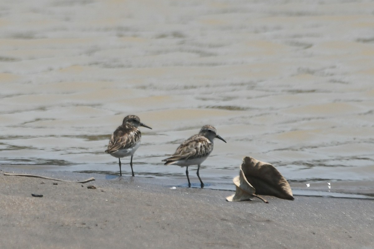 Least Sandpiper - ML610067548