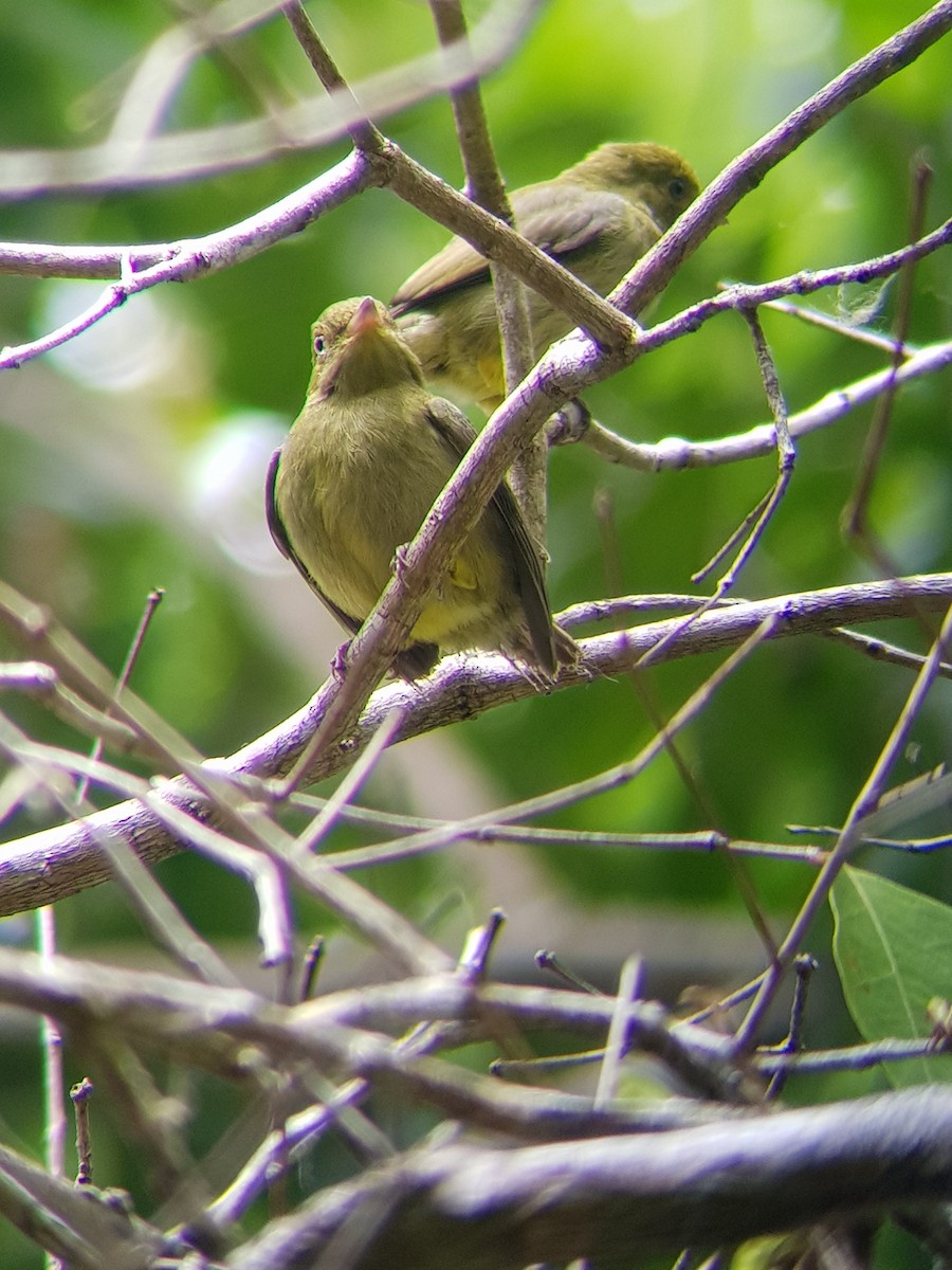 Red-capped Manakin - ML610067582