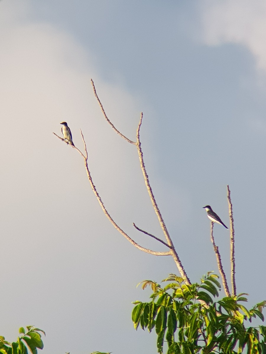 Eastern Kingbird - ML610067588