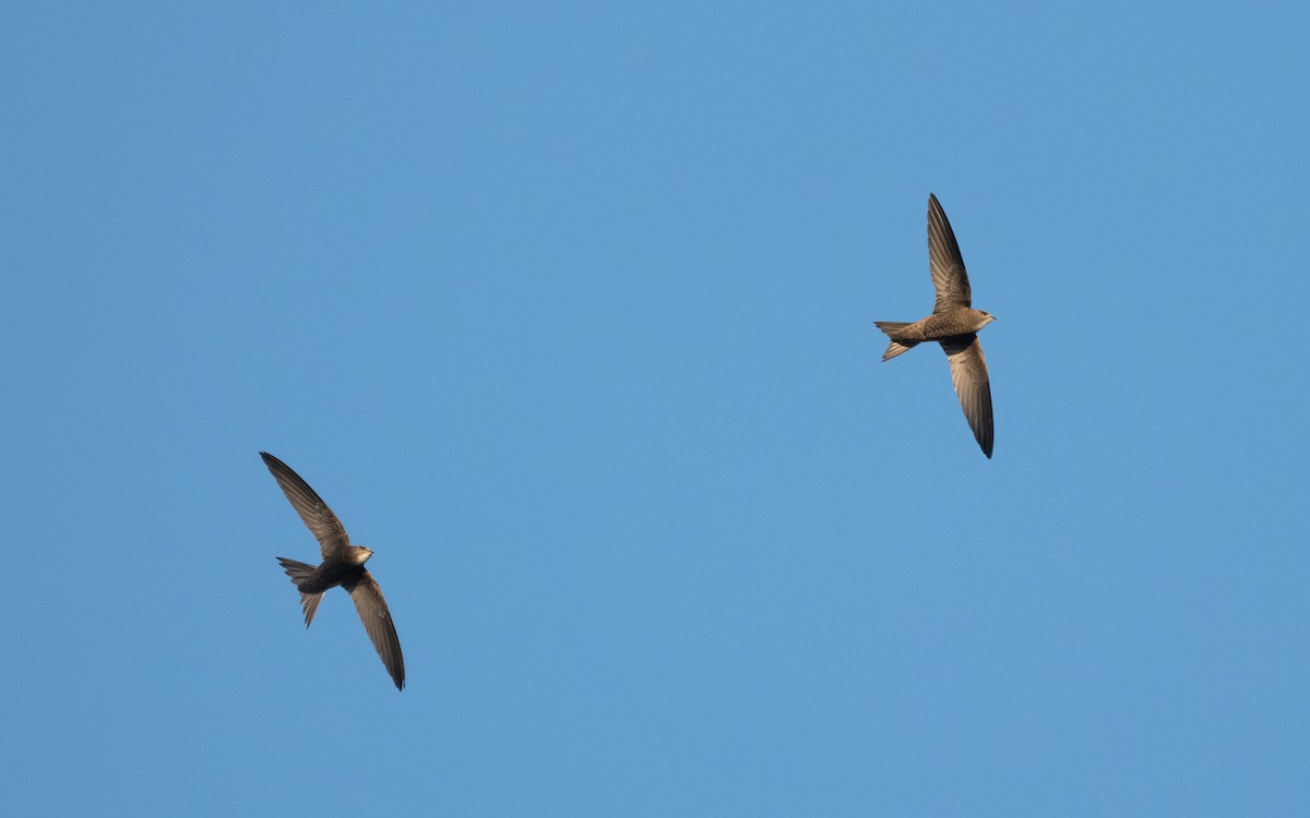 Pallid Swift - ML610067780