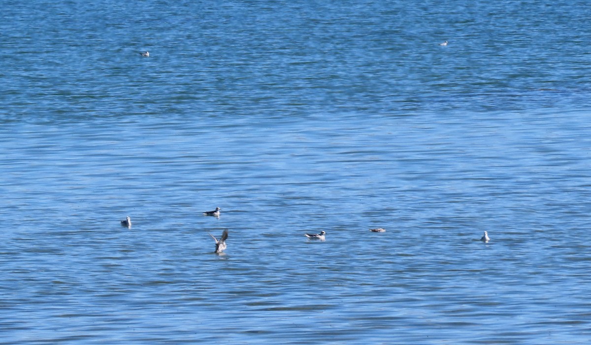 Red-necked Phalarope - ML610067810