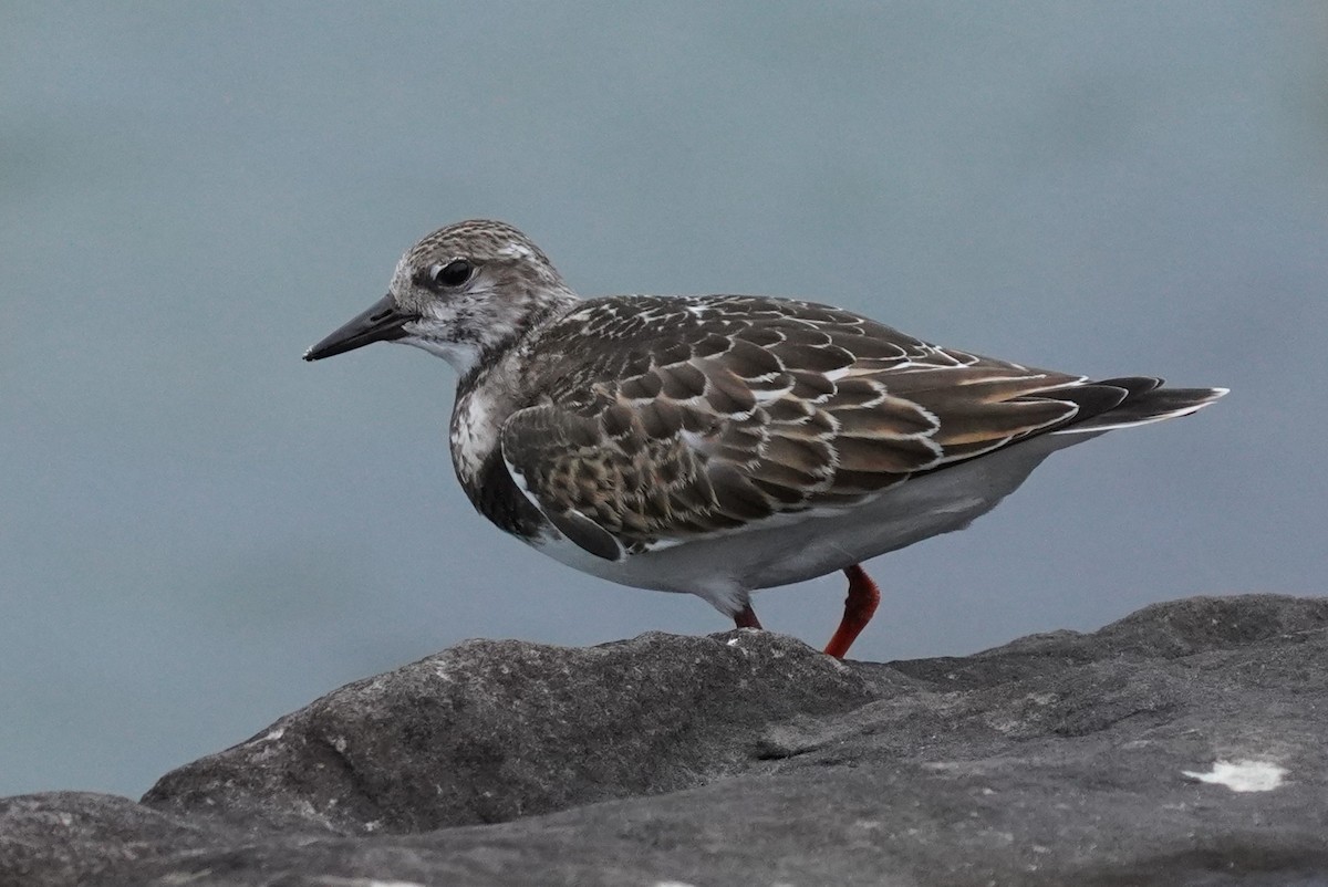 Ruddy Turnstone - ML610067847