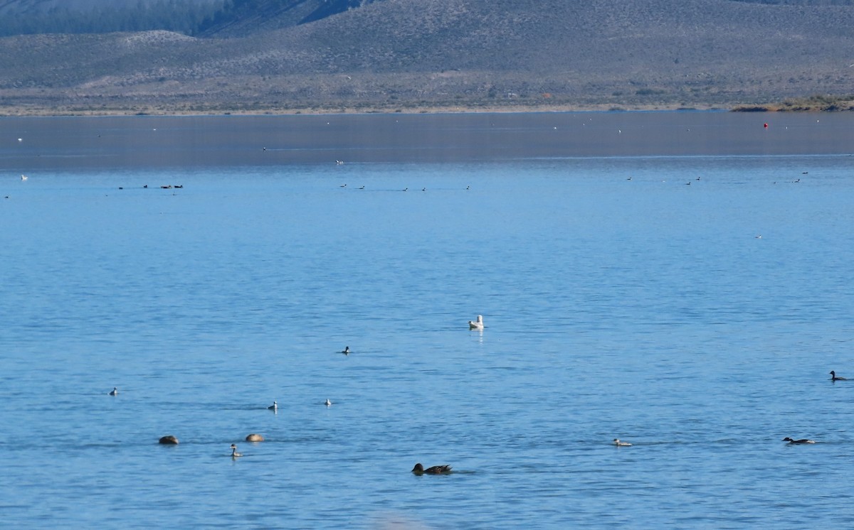 Red-necked Phalarope - ML610067860