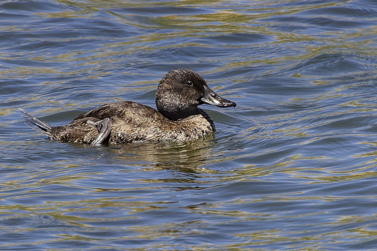 Andean Duck - ML610067874