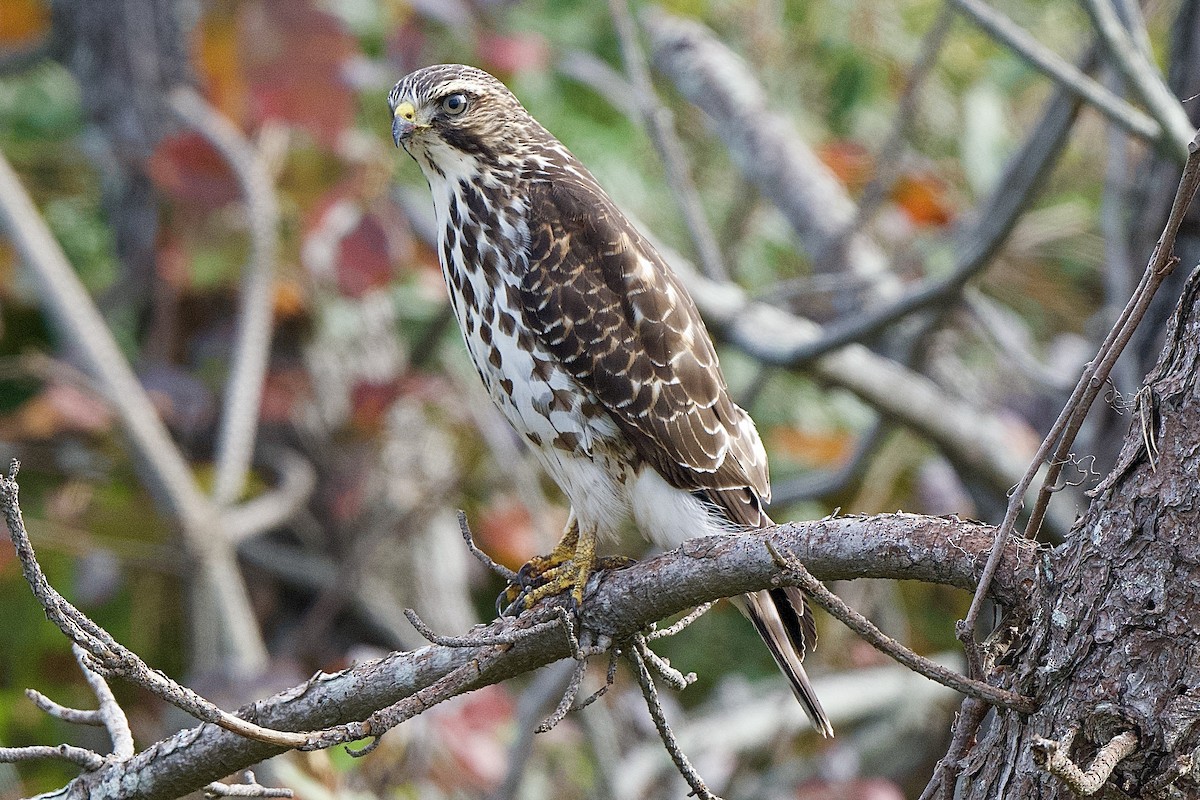 Broad-winged Hawk - ML610067883