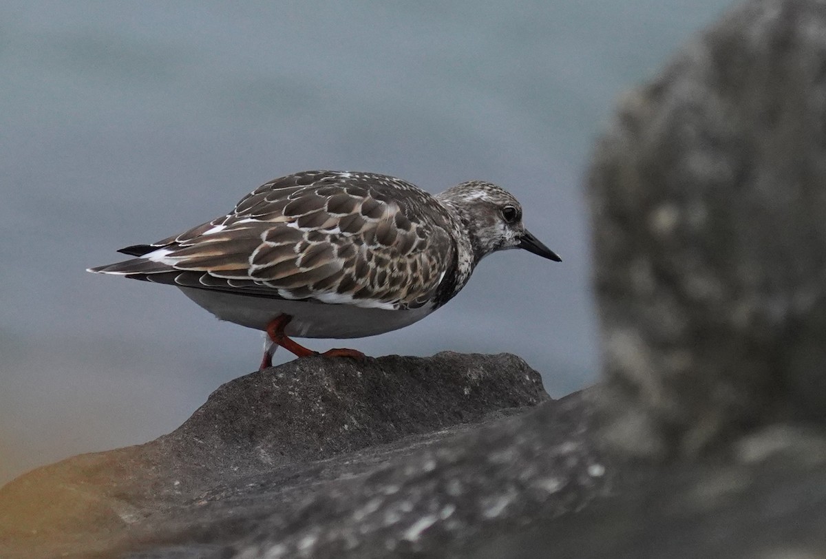 Ruddy Turnstone - Dennis Mersky