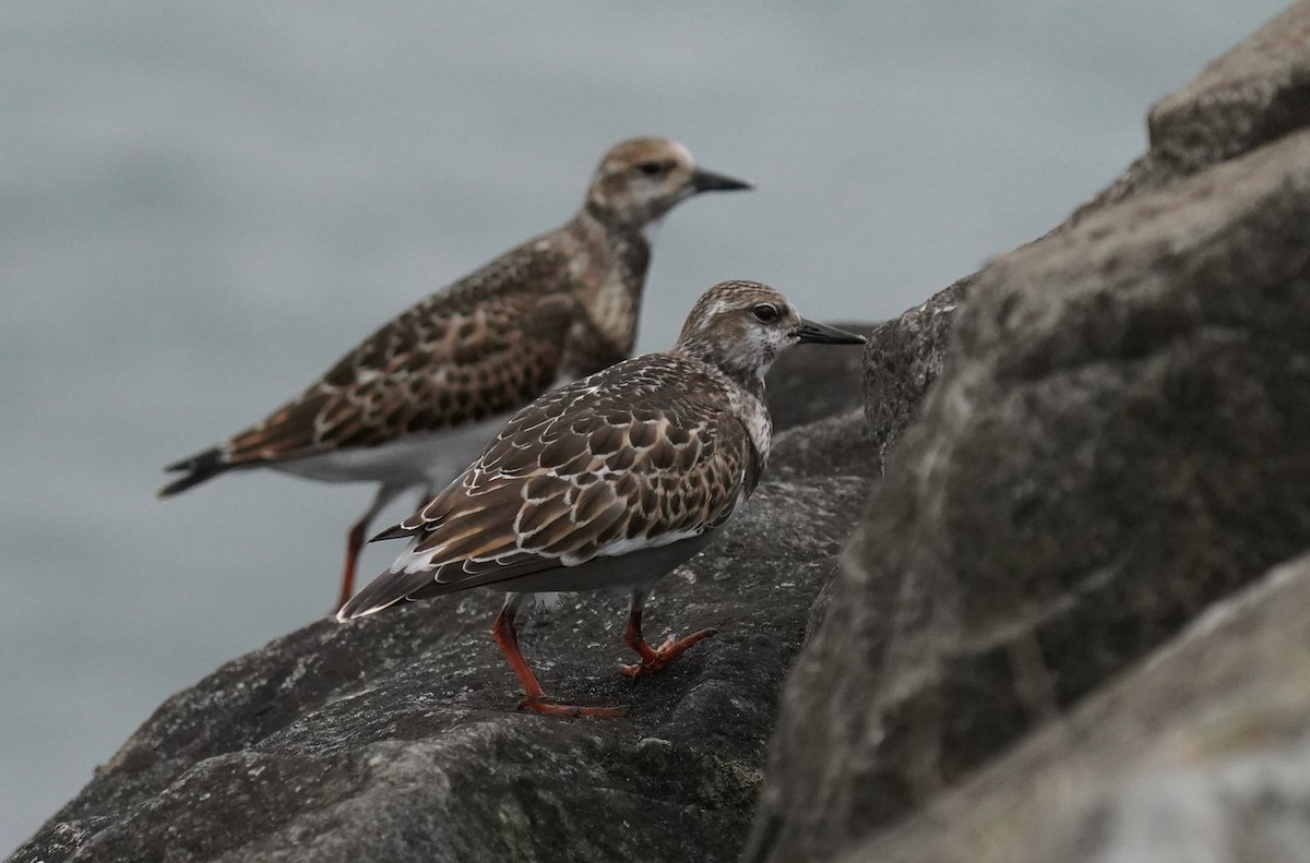 Ruddy Turnstone - ML610067928