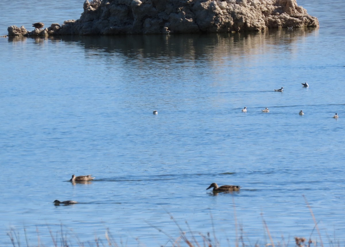 Phalarope à bec étroit - ML610067955