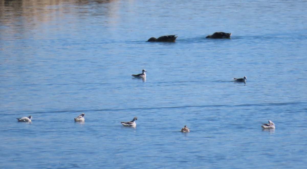 Red-necked Phalarope - Steven Hopp