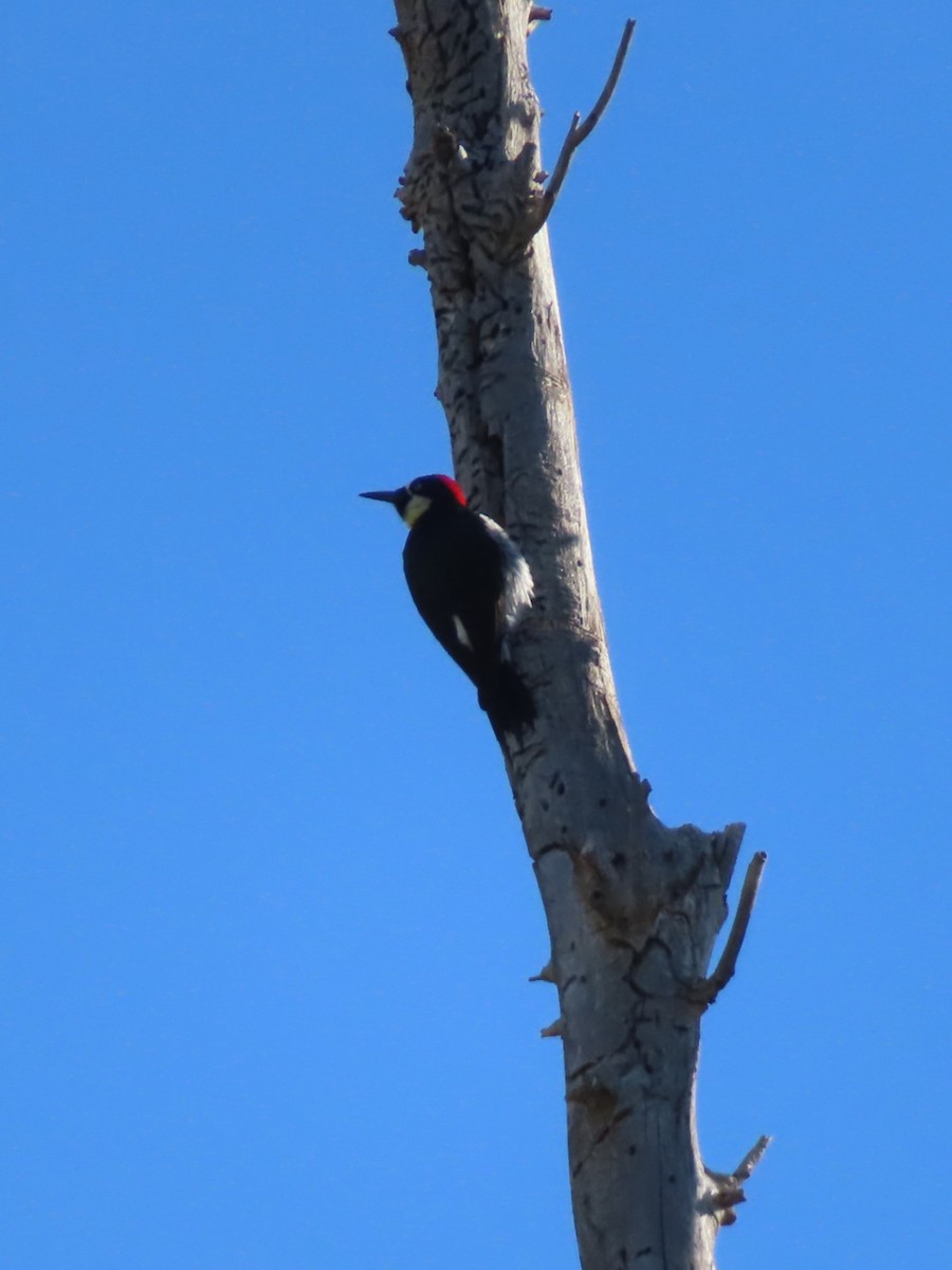 Acorn Woodpecker - ML610067959