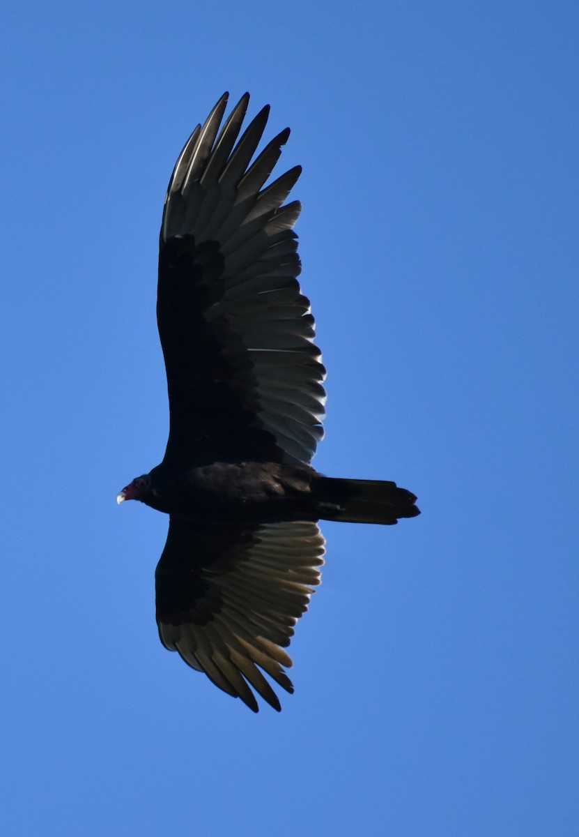 Turkey Vulture - ML610067980