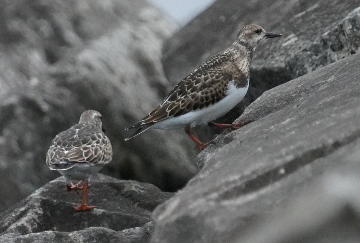 Ruddy Turnstone - ML610067995