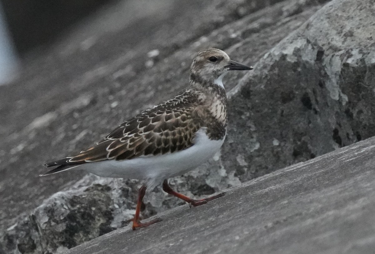 Ruddy Turnstone - ML610068002