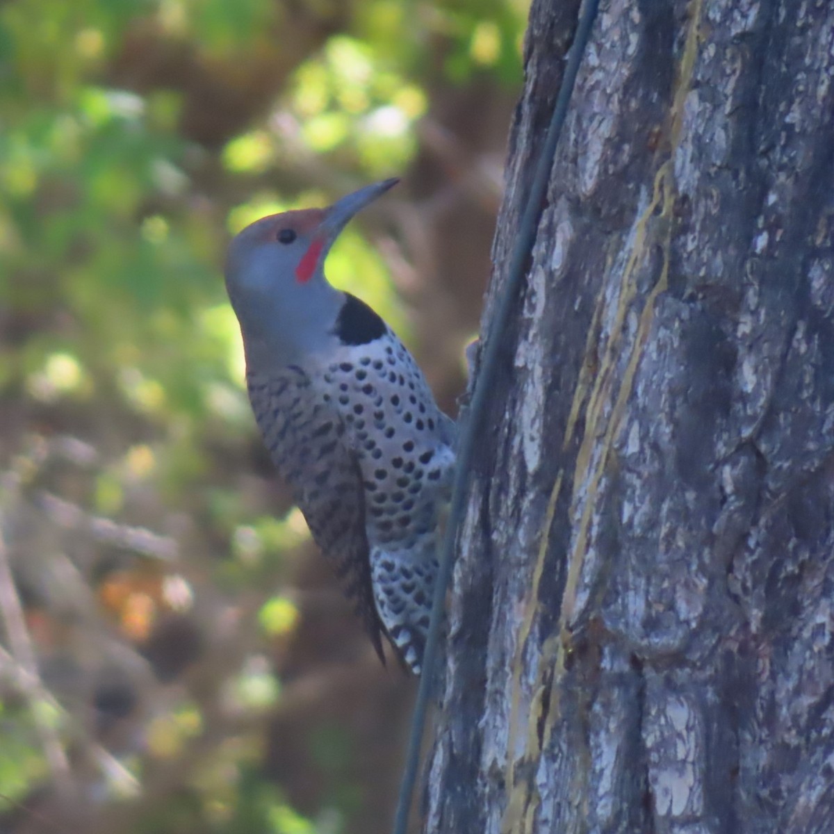 Northern Flicker (Red-shafted) - ML610068008