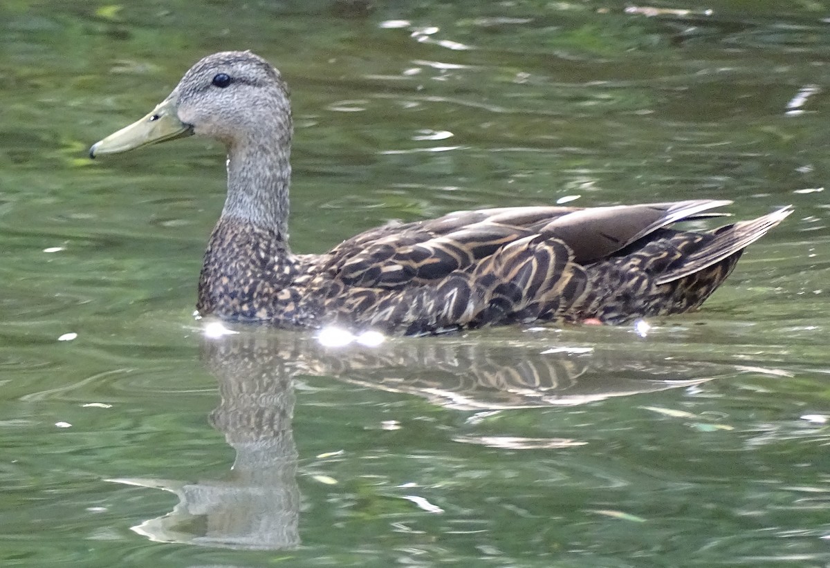 Mottled Duck - ML61006801