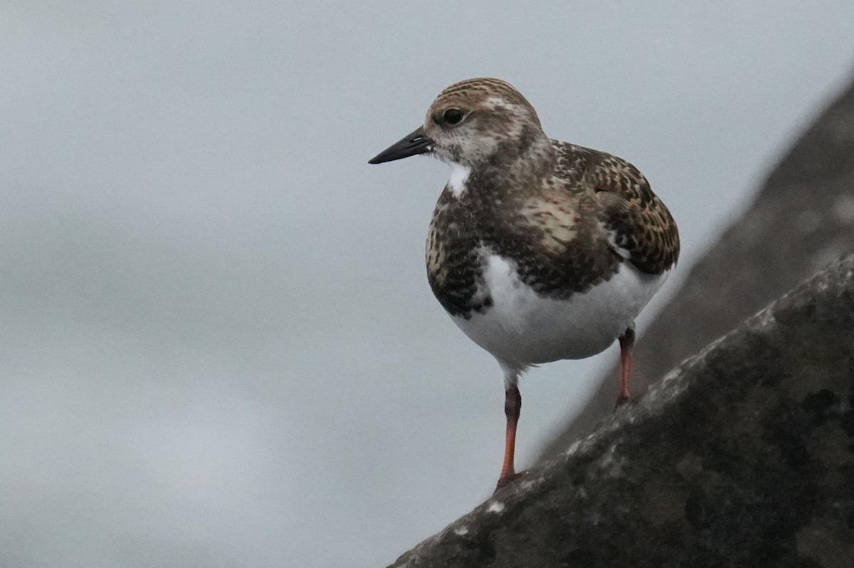 Ruddy Turnstone - ML610068011