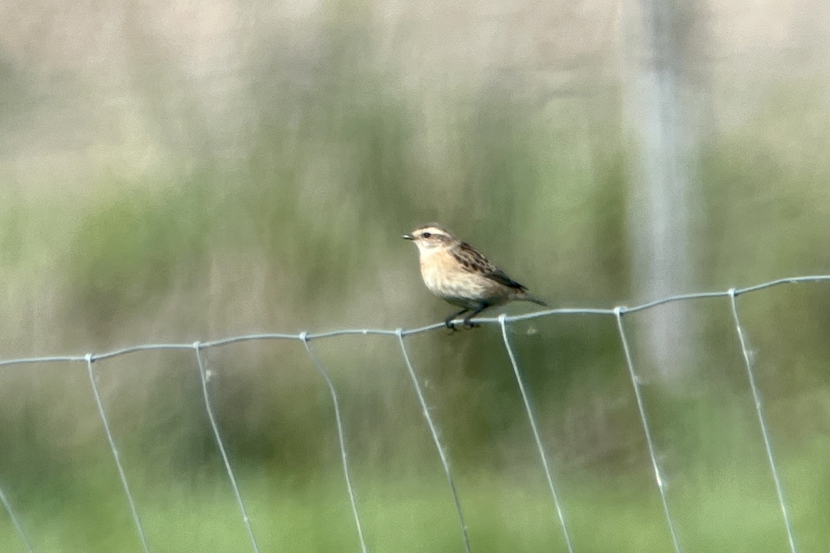 Whinchat - Thomas Doebel