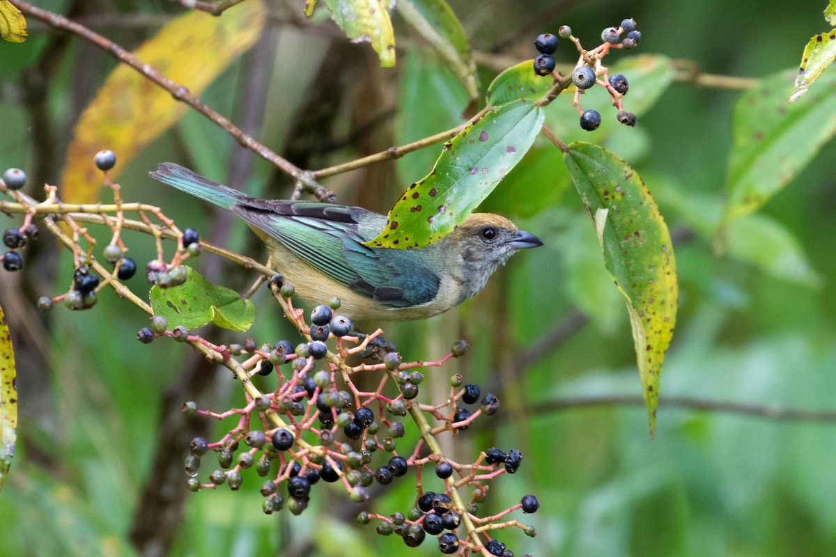 Burnished-buff Tanager - ML610068033