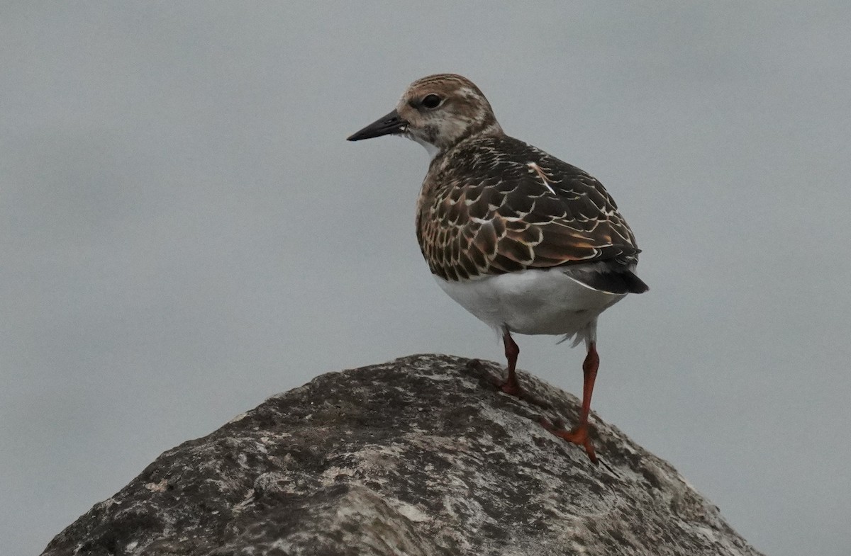 Ruddy Turnstone - Dennis Mersky