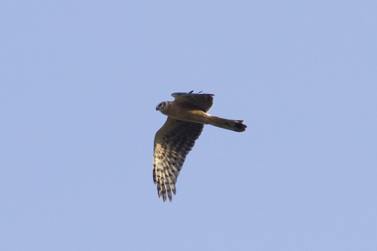 Hen x Pallid Harrier (hybrid) - Thomas Doebel