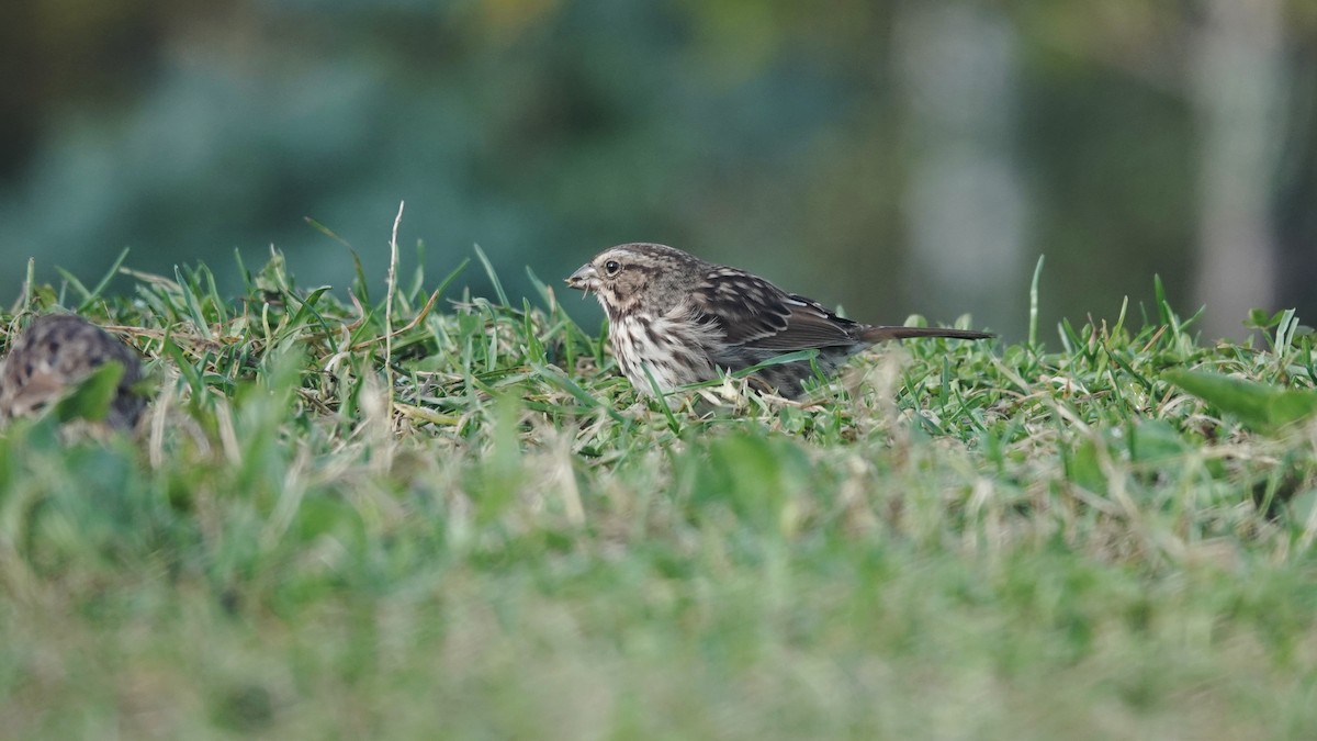 Song Sparrow - Barry Day